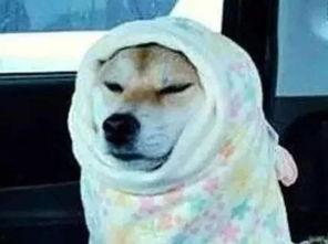 狗变成人开车视频大全,神奇变身!狗狗驾驶汽车视频集锦