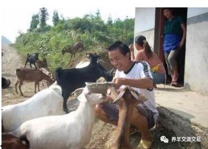 把羊当成人的视频,揭秘羊类“人性”瞬间